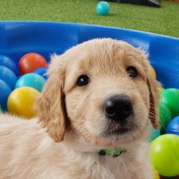 Goldendoodle Puppies from Doodling Minors