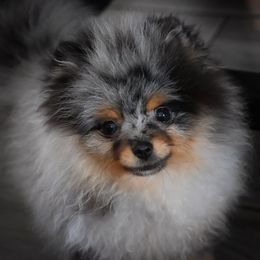 Australian Shepherd and Pomeranian Puppies from Sandy Aussies & Pomeranians