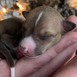 Girl 2 - Italian Greyhound puppy from Ziggy's Iggys Northwest
