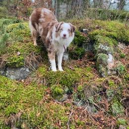 Miniature American Shepherd Puppies from Fuzzbottom Miniature American Shepherd