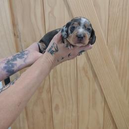 Rusty - Black and tan male Dachshund puppy in Norco, California from Tessasprettydachshunds