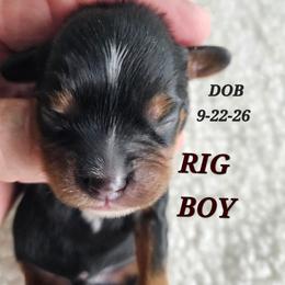 AKC RIG - Black and tan male Cavalier King Charles Spaniel puppy in Joplin, Missouri, Missouri from HOL-A-DA CAVALIERS