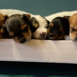 Companion Cross and Morkie Puppies from Little Wigglebottoms