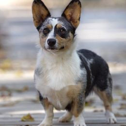 American Corgis and Pembroke Welsh Corgis from K&S Corgis