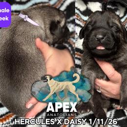 H.D Purple Girl - Fawn female Anatolian Shepherd Dog puppy in Frenchtown, Montana from Apex Anatolians