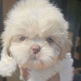 Snow - White male Shih Tzu puppy in Victorville, California from RUMBLE n TUMBLE