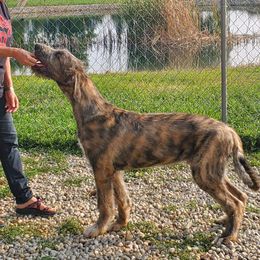 Irish Wolfhound Puppies from Stormborn Irish Wolfhounds