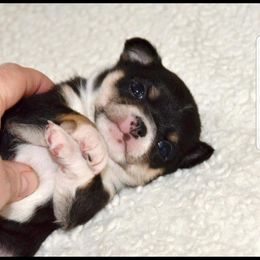 Chihuahua Puppies from Lucky Star Chihuahuas