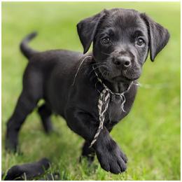 Goldendoodle, Labradoodle, Labrador Retriever, Poodle, and Sheepadoodle Puppies from Apple Creek Doodles