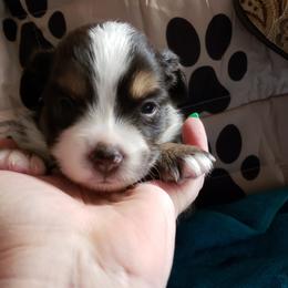 Miniature Australian Shepherd Puppies from SkipaMoon Mini Aussies