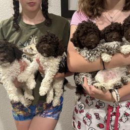 Lagotto Romagnolo Puppies from Anna’s Lagottos