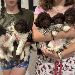 Lagotto Romagnolo Puppies from Anna’s Lagottos