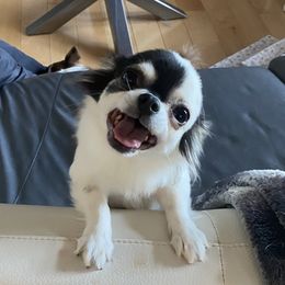 Ayla - Chihuahua