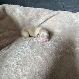 Girl 1 - Cream Dachshund puppy in Perris, California from Doxie_pupps