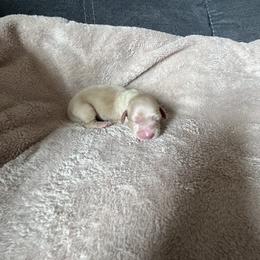 Girl 1 - Cream Dachshund puppy in Perris, California from Doxie_pupps