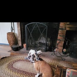 French Bulldog All Grown Up from Lakeview Frenchies