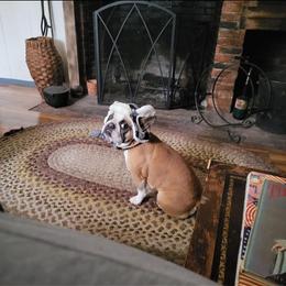 French Bulldog All Grown Up from Lakeview Frenchies