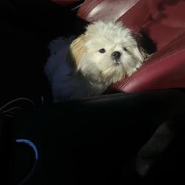 Nyla - Shih Tzu