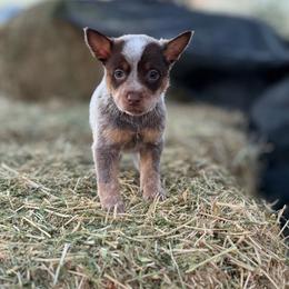 Latte - Red speckled female Australian Cattle Dog puppy in Tucson, Arizona from Soqui Ortiz Cattle Ranch