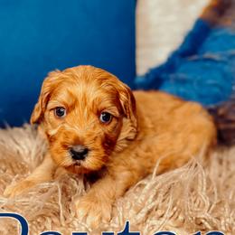 Payton - Red female Australian Labradoodle puppy in Decatur, Alabama from Southern Meadows Doodles