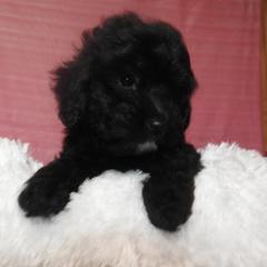 Shadow - Black and white female Shichon puppy in Kettle Falls, Washington from Smallstar Puppys