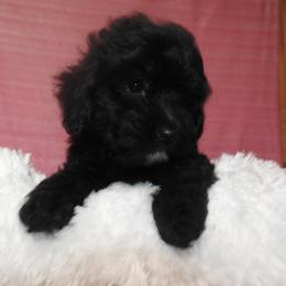 Shadow - Black and white female Shichon puppy in Kettle Falls, Washington from Smallstar Puppys