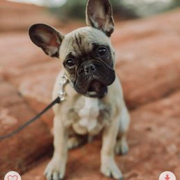 French Bulldog Puppies from Perfect Fit Frenchies