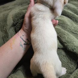 Basset Hound Puppies from Violet Lane Basset Hounds