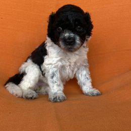 Portuguese Water Dog Puppies from Aguas De Seda PWD