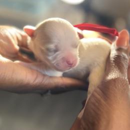 Raphael - White male Maltipoo puppy in Raleigh, North Carolina from Loveable Litters