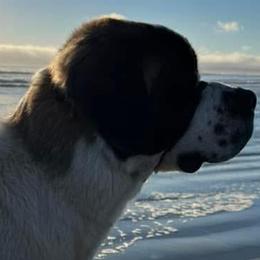 Saint Bernards from Eagle Mountain Saints