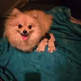 Girl - White female Pomeranian puppy in Newport News, Virginia from Itty Bitty Poms