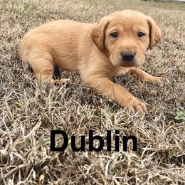Dublin - Yellow male Labrador Retriever puppy in Mineral, Virginia from Canine Assist