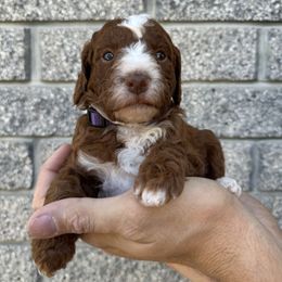 Poodle Puppies from Sunshine Pups