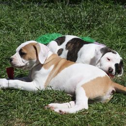 American Bulldog Puppies from Ferocia Kennels