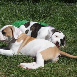 American Bulldog Puppies from Ferocia Kennels