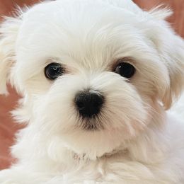 Maltese from MiaMiaMaltese Colorado