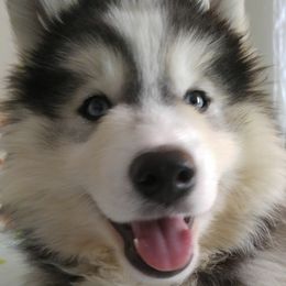 Pomskies from Torres Pomskies