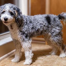 Millie - Bernedoodle