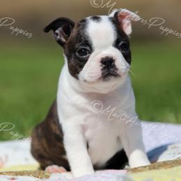 AKC 'Cupcake' - Black brindle and white female Boston Terrier puppy in Lamar, Missouri from Marti Acres ~ Boston Terrier & Beagles