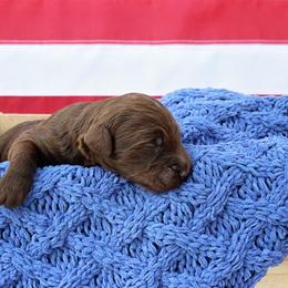 Martha - Chocolate female Goldendoodle puppy in Nashville, Tennessee from Hilton Doodles