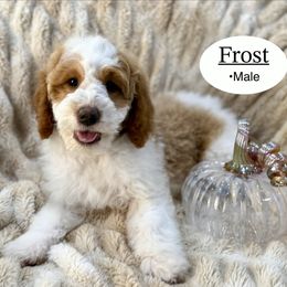 Frost - Brown and white male Bernedoodle puppy in Jackson, Mississippi from T.M. Poodles & Doodles
