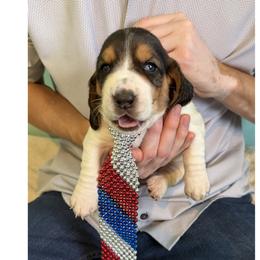 Basset Hound Puppies from Liberty Bassets
