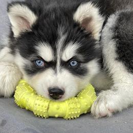 Indi - Black and white female Siberian Husky puppy in Diamond Lake, Washington from Husky Haven WA