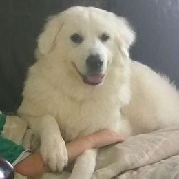Great Pyrenees and Newfoundlands from Sweet’s Gentle Giants