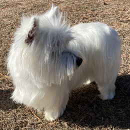 Ellie Mae - West Highland White Terrier