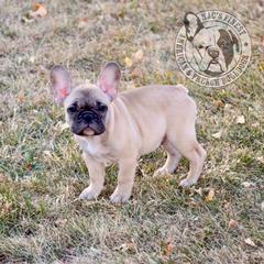 French Bulldog Puppies from Mac’s Finest Bulldogs