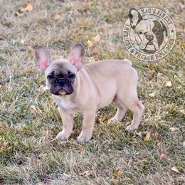 French Bulldog Puppies from Mac’s Finest Bulldogs