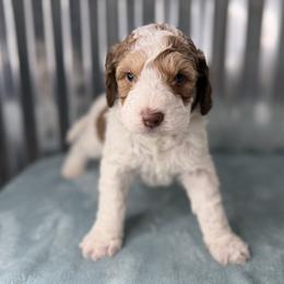 Tundra - Tri-color male Bernedoodle puppy in Russellville, Arkansas from Crossgate Doodles