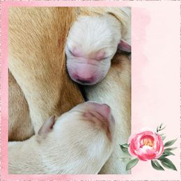 Female 5 - Yellow female Labrador Retriever puppy in Lyman, Nebraska from Ruzicka Family Labradors LLC